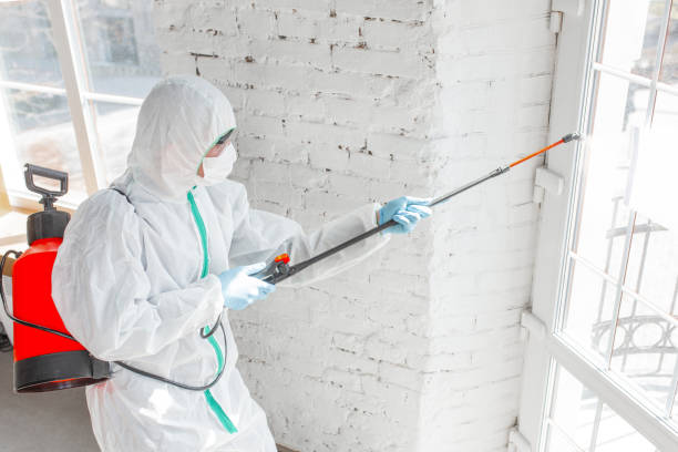 Best Mold removal after water damage  in USA